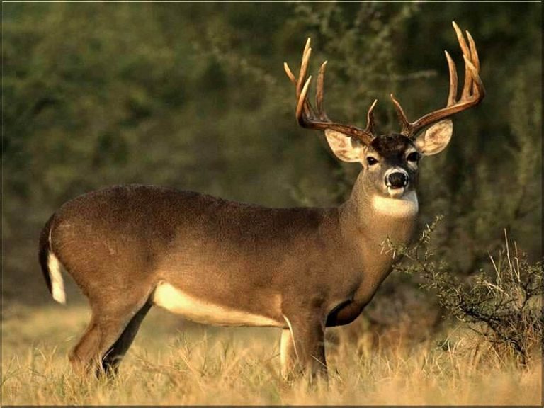 Oh, Deer – Hunting Season is Here!