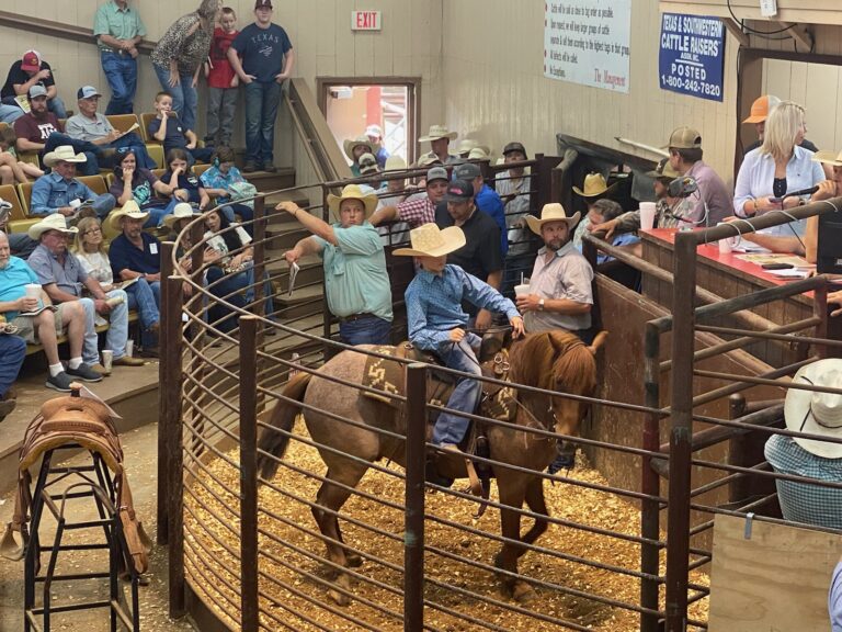Anderson County Livestock Exchange Holds Successful Horse Sale