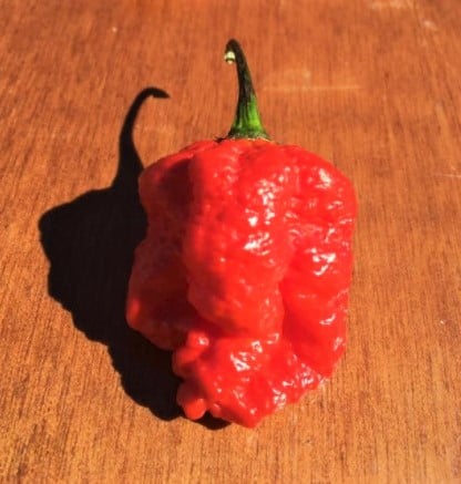 Hot Pepper Festival Ready to Heat Up East Texas