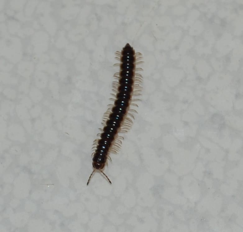 house millipede