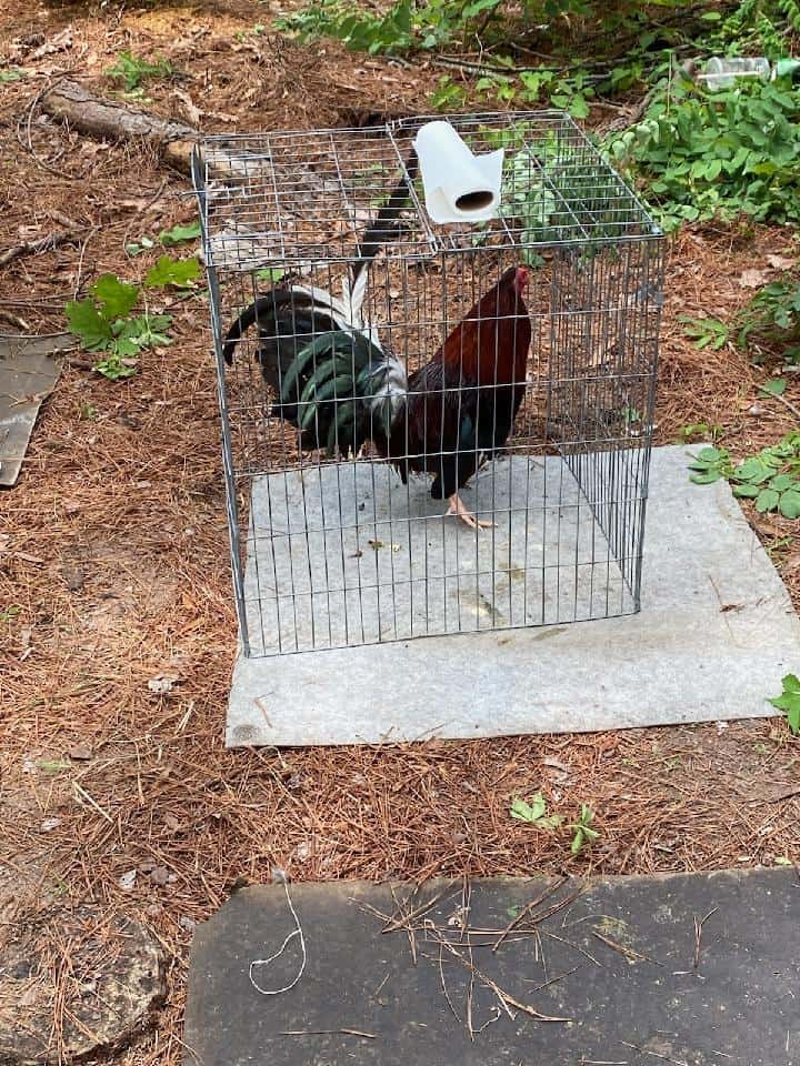 Cockfighting Ring Busted in Kennard