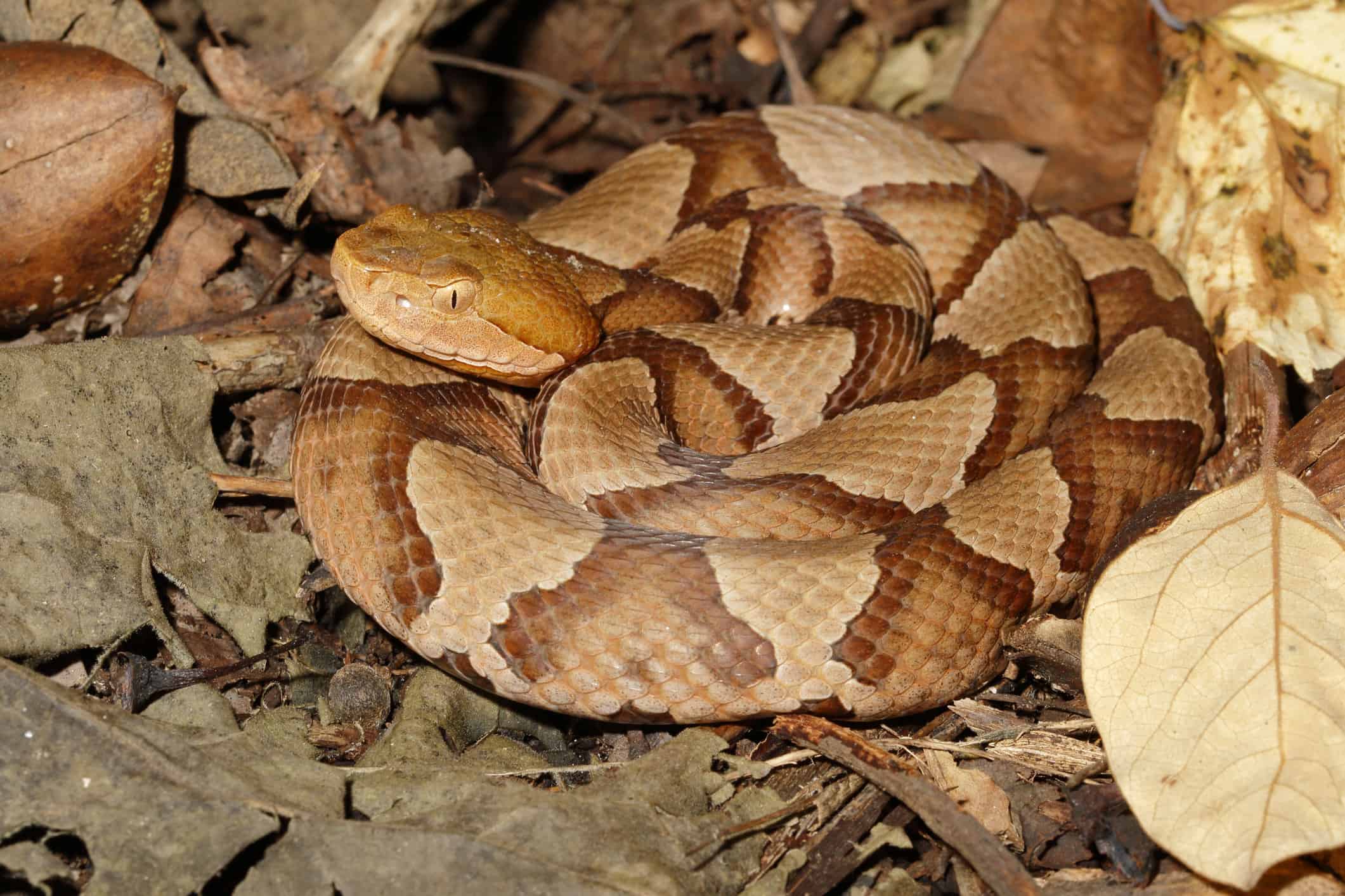 Snake In The Grass: What To Do In Snake Encounter