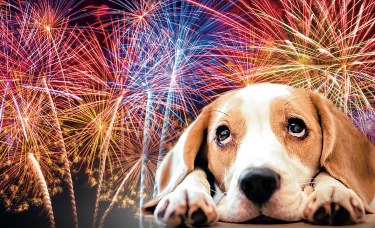 Fireworks Safety for Pets
