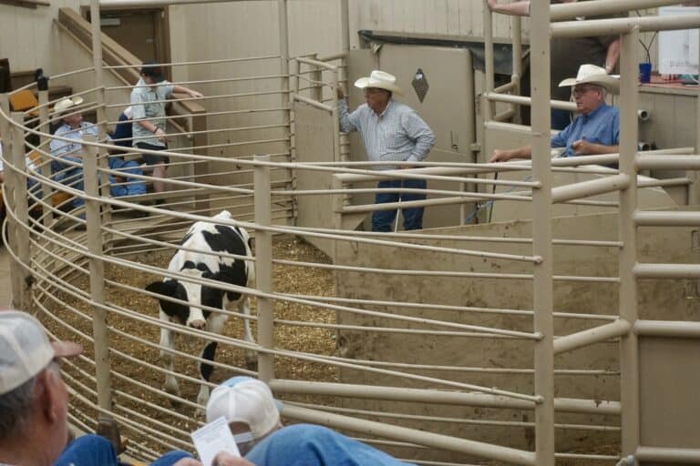 LIVESTOCK SALES CONTINUE TO OUTPACE EXPECTATIONS
