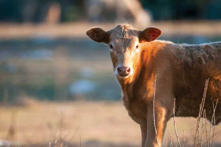 East Texas Cattle Market Balances High Prices Against Rising Costs, Imports