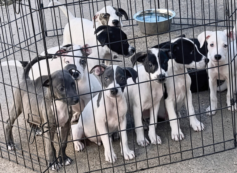 Nineteen New Puppies in Search for Homes to Oct. 10 Pawty